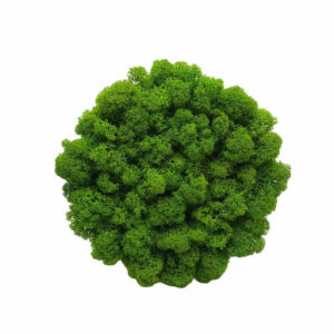 Flukoland Machový Obraz kruh Bezrámový 15cm