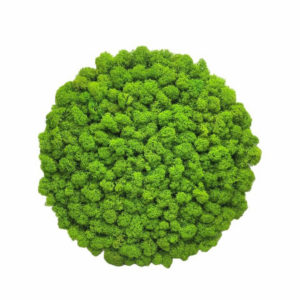 Flukoland Machový Obraz kruh Bezrámový 30cm